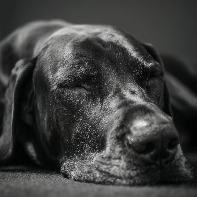 Le Dogue Allemand peut-il vivre en appartement ?