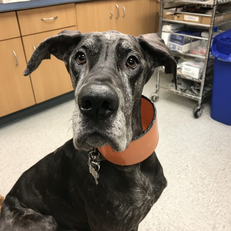 Vaccins essentiels pour un Dogue Allemand en pleine santé